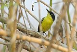 Common Tody-Flycatcher